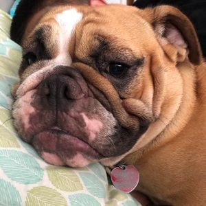 Meet your Posher, Janice